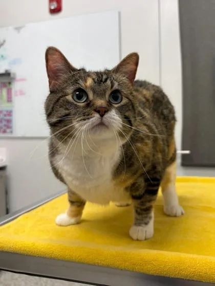 An adult medium-sized female Brown / Chocolate Domestic Short Hair cat named Ellie Mae for adoption in Kansas City, MO