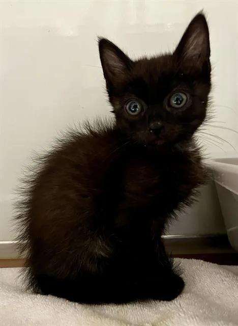 Paloma