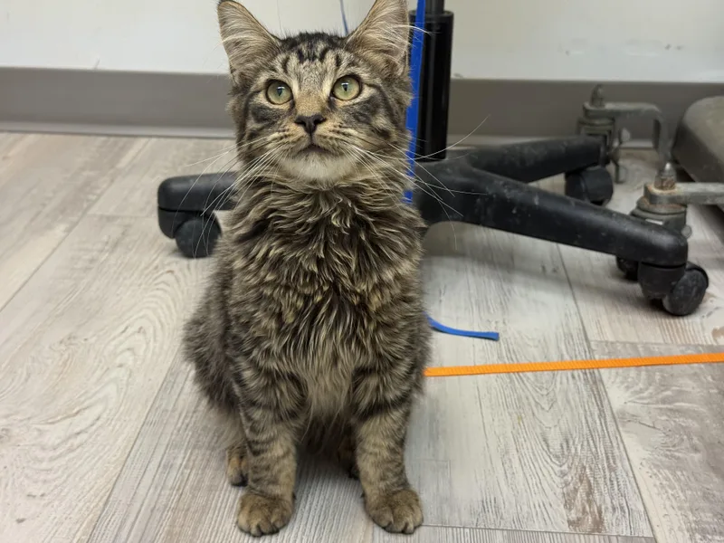 A young medium-sized male Tabby (Brown / Chocolate) Domestic Long Hair cat named Vito for adoption in Madison, WI