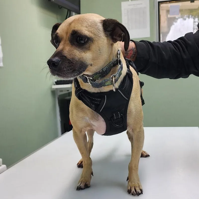 An adult small-sized male Yellow / Tan / Blond / Fawn Chihuahua dog named Tulin for adoption in Lake Panasoffkee, FL