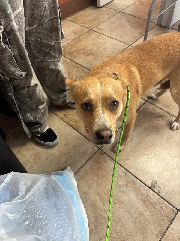 An adult medium-sized male Yellow / Tan / Blond / Fawn Mixed Breed dog named Toast for adoption in Cincinnati, OH
