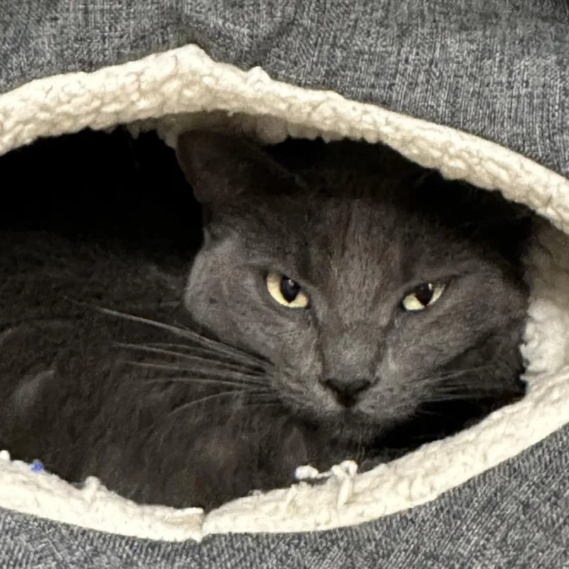 An adult medium-sized female Gray / Blue / Silver Domestic Short Hair cat named Nipsy for adoption in Durango, CO