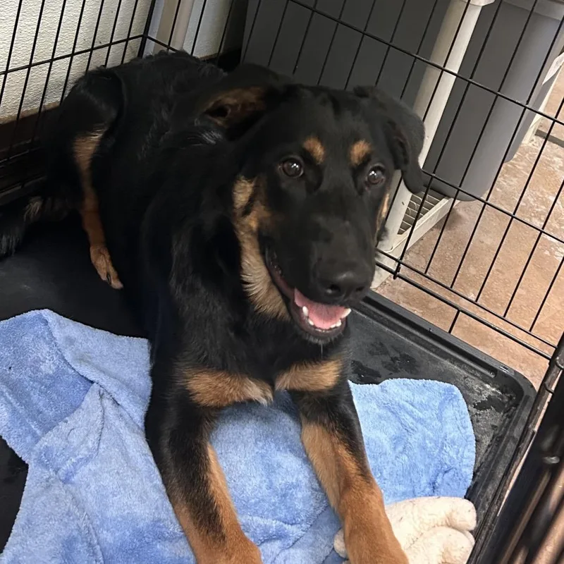 A young medium-sized female Black Mixed Breed dog named Rita for adoption in Flagstaff, AZ