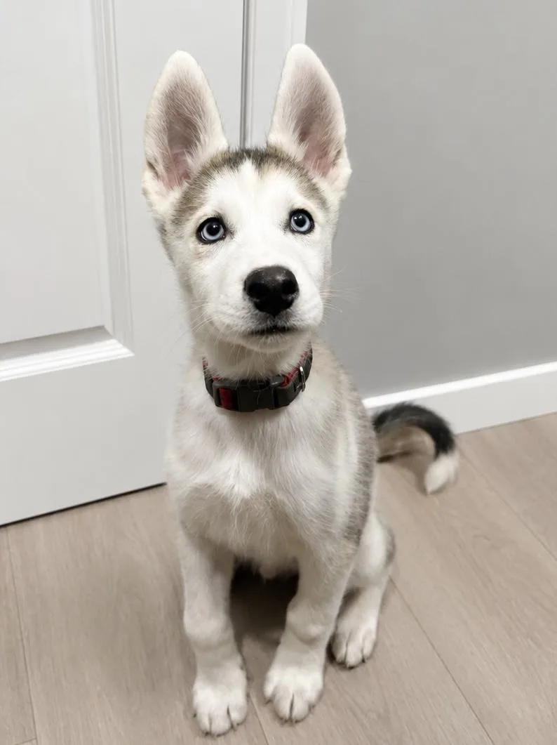 A baby small-sized male Yellow / Tan / Blond / Fawn Siberian Husky dog named Bluee for adoption in Coachella, CA
