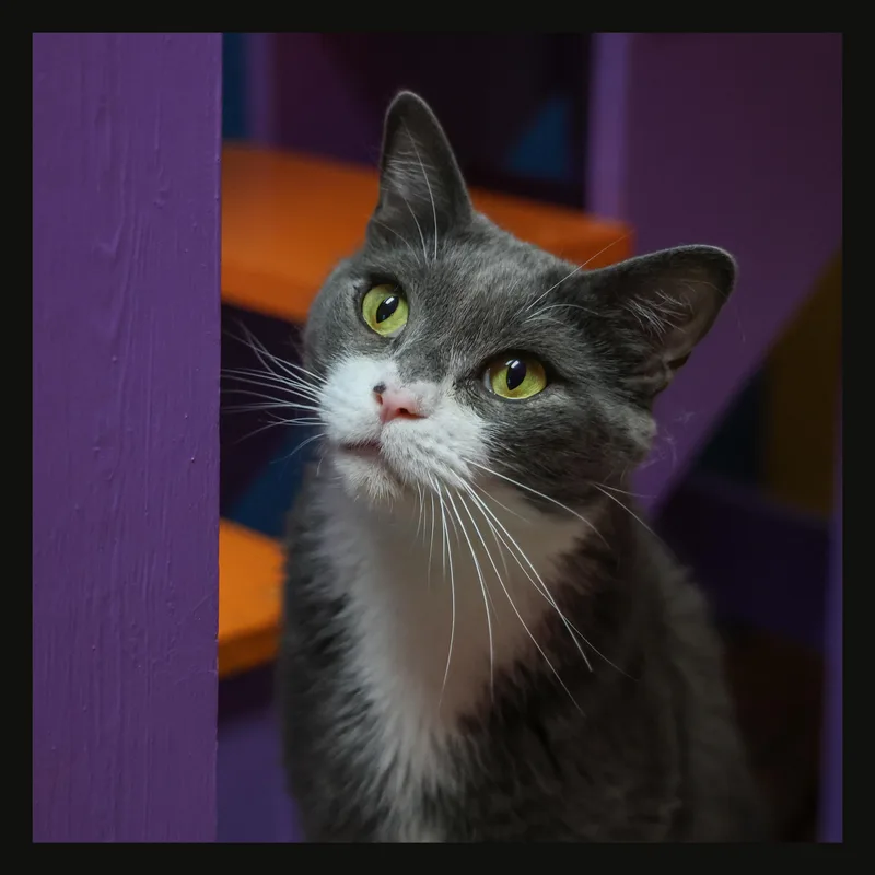 An adult medium-sized female Gray & White Domestic Short Hair cat named Momba for adoption in Topeka, KS