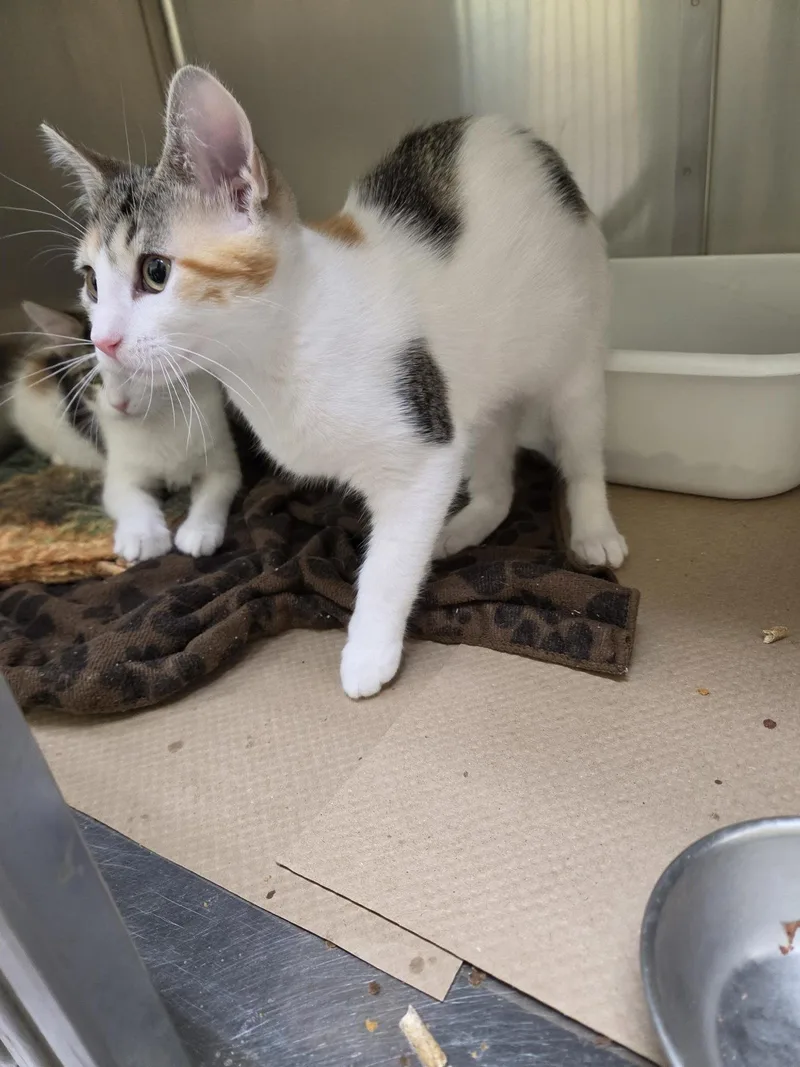 A baby medium-sized female Domestic Short Hair cat named Pond for adoption in Trenton, NJ