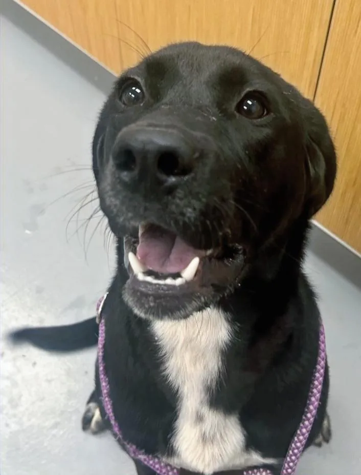 A young medium-sized male Labrador Retriever dog named Grant for adoption in Hartsville, SC