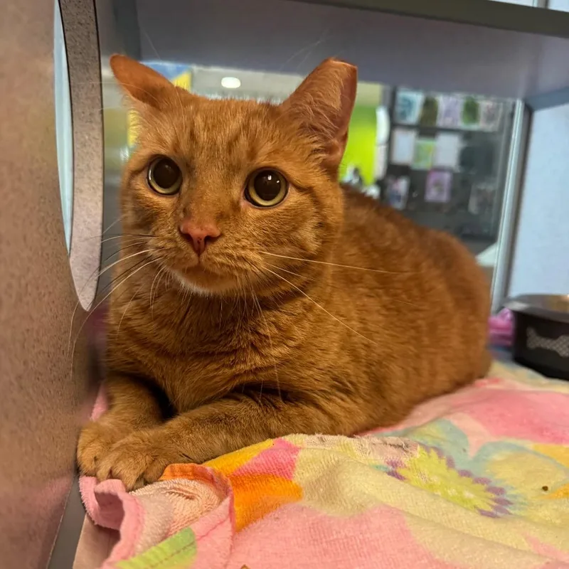 Garfield