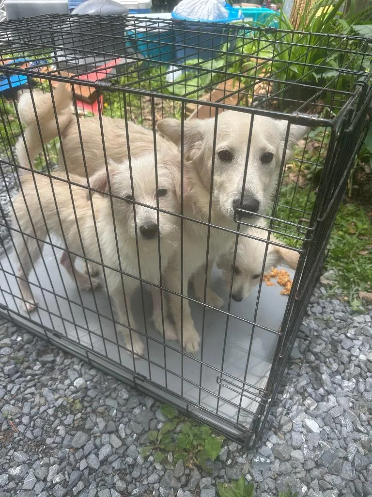 A baby medium-sized male Pomeranian dog named Jagger for adoption in Pine Grove, PA