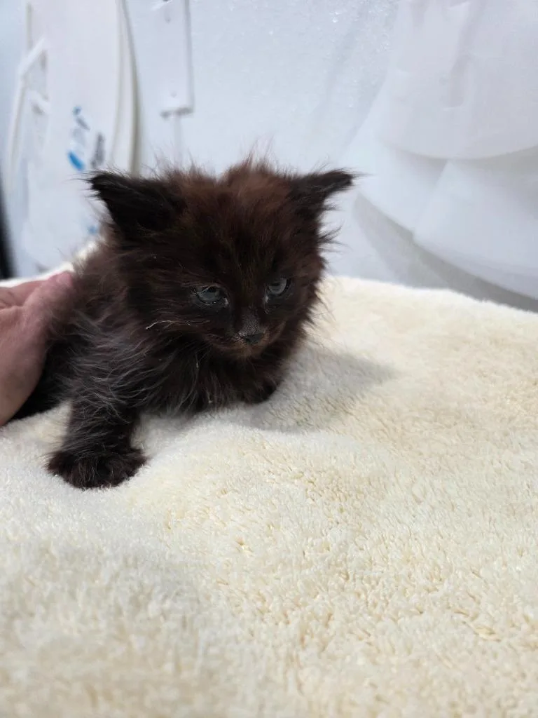 A baby small-sized male Domestic Long Hair cat named Isaiah for adoption in Brookings, OR