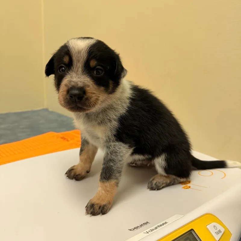 A baby small-sized male White / Cream Australian Cattle Dog / Blue Heeler named Dasher for adoption in Lynchburg, VA