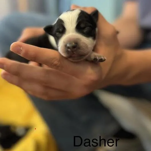 Dasher thumbnail 2