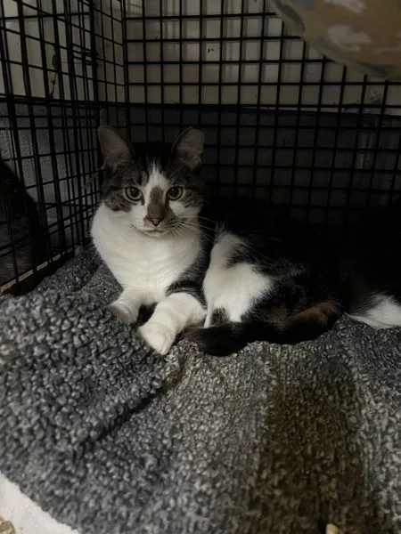 An adult medium-sized male Domestic Short Hair cat named Ollie for adoption in Kingston, NY