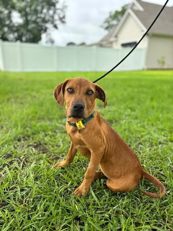 A baby medium-sized male Red / Chestnut / Orange Labrador Retriever dog named Carlson for adoption in Aiken, SC