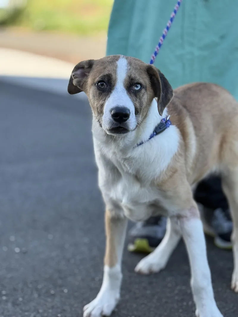 A baby medium-sized male Apricot / Beige Husky dog named Speckles for adoption in Milford, CT