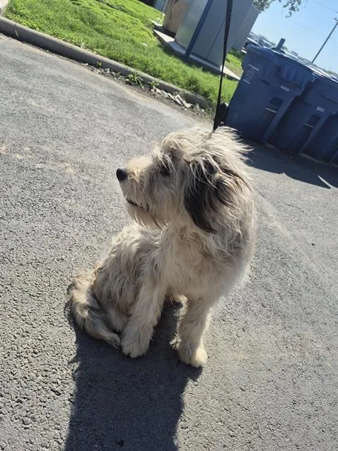 A young medium-sized male Old English Sheepdog dog named Gucci for adoption in San Antonio, TX