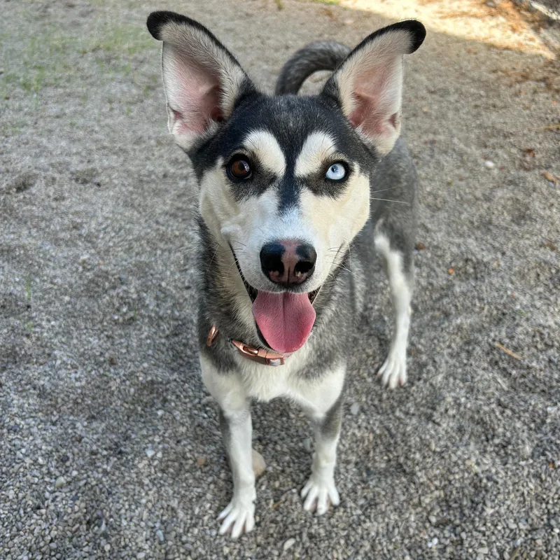 Hazel