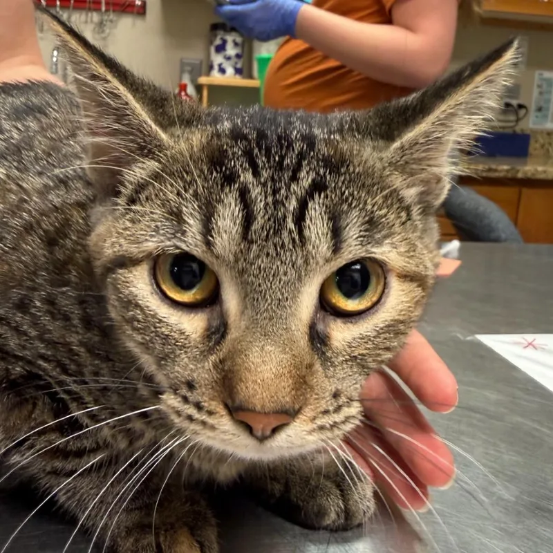 A young medium-sized female Brown / Chocolate Domestic Short Hair cat named Havarti for adoption in Norfolk, NE