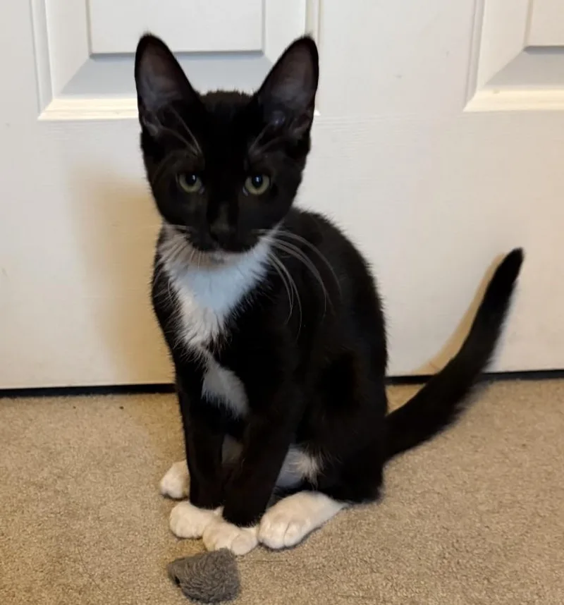 A baby medium-sized male Domestic Short Hair cat named Chip for adoption in Silverton, OR