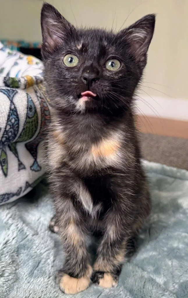 A baby medium-sized female Domestic Short Hair cat named Lisa for adoption in Evans, GA