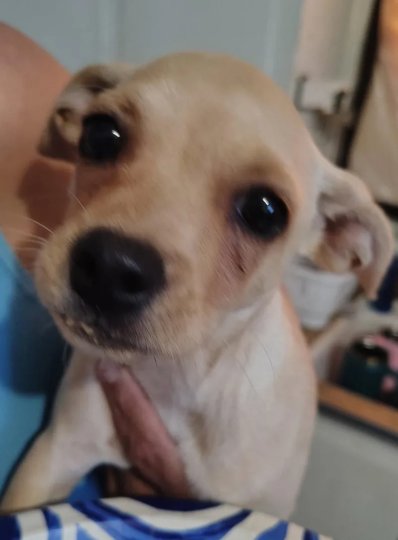 A young small-sized female Chihuahua dog named Mercedes for adoption in Grafton, WI