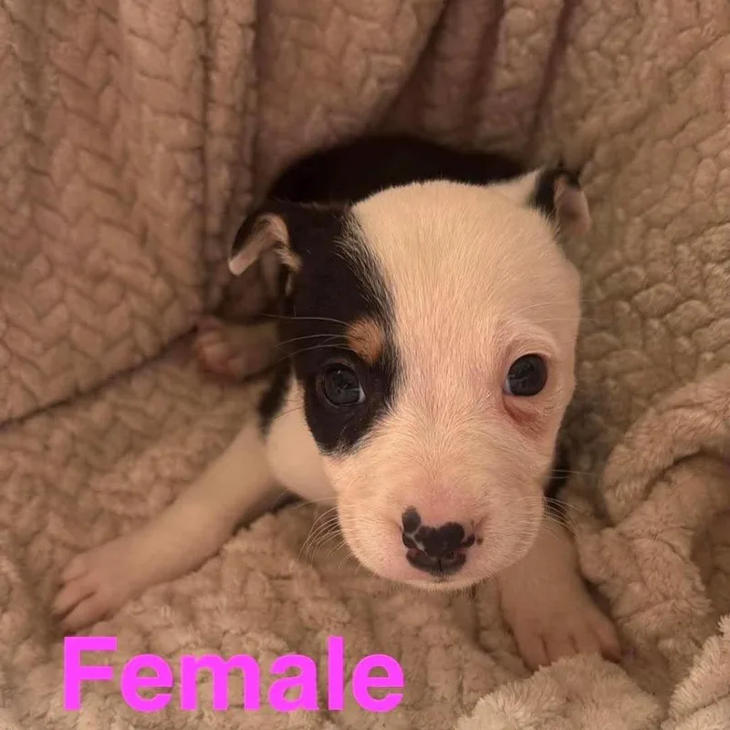 A baby small-sized female White / Cream Pit Bull Terrier dog named Amethyst for adoption in Saint John, IN