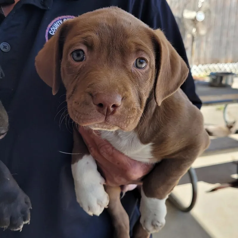 A baby medium-sized male Brown / Chocolate Mixed Breed dog named Gaston for adoption in Orangeburg, SC
