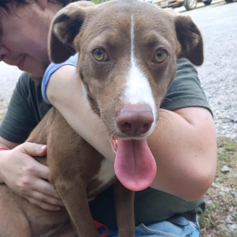 A baby medium-sized female Brown / Chocolate Terrier dog named Kat for adoption in Clanton, AL