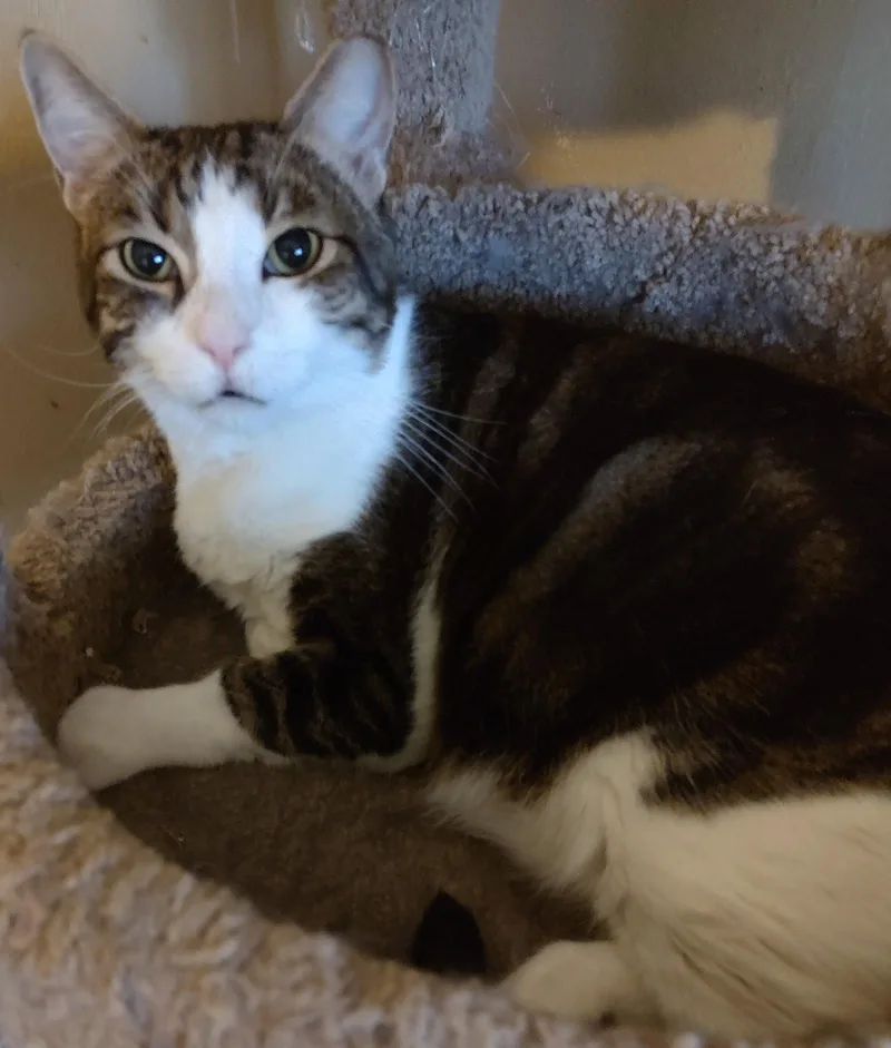 An adult large-sized male Domestic Short Hair cat named Joey FIV+ for adoption in Phoenix, AZ