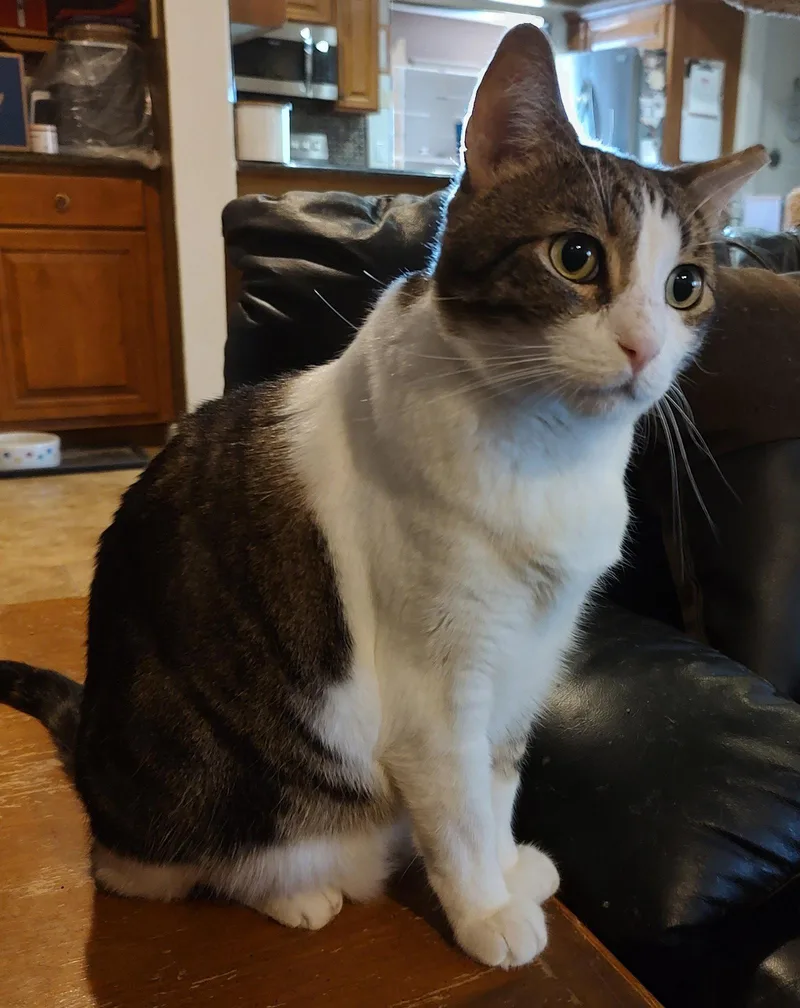 Joey FIV+ thumbnail 2