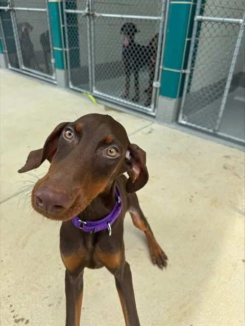 A baby medium-sized female Doberman Pinscher dog named Grape for adoption in Leesburg, VA