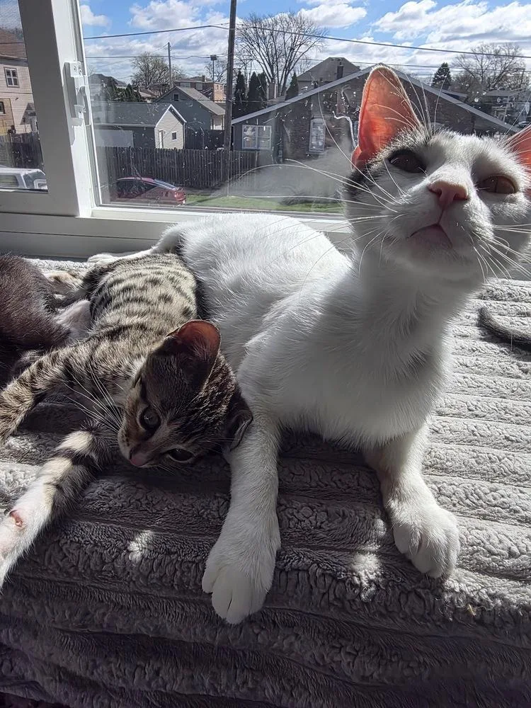 Dobby thumbnail 3