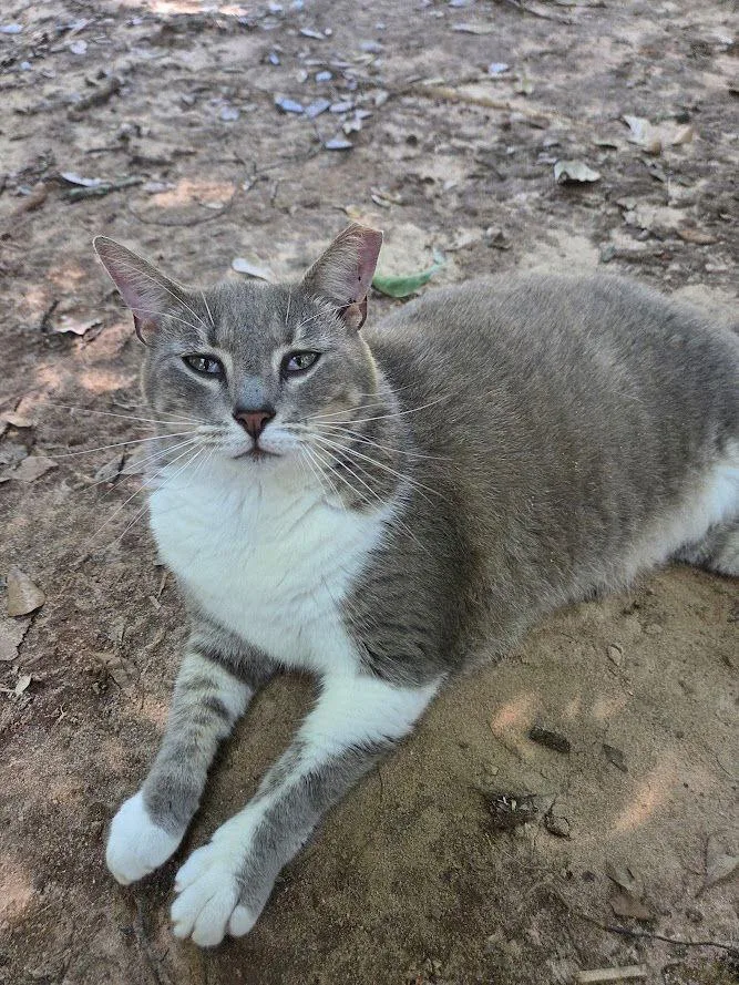 Diana Ross thumbnail 2