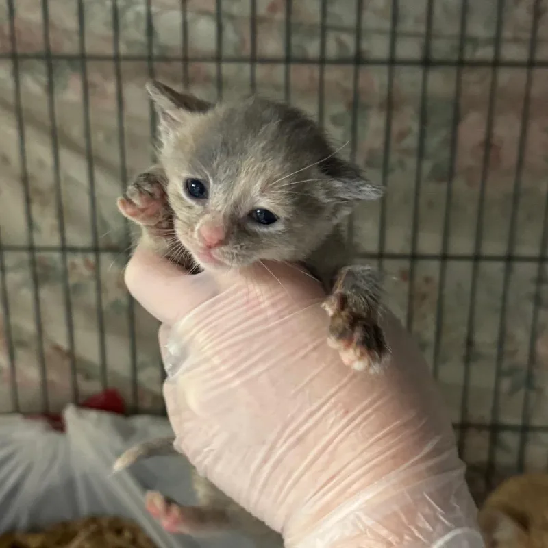 Animal Cracker thumbnail 4