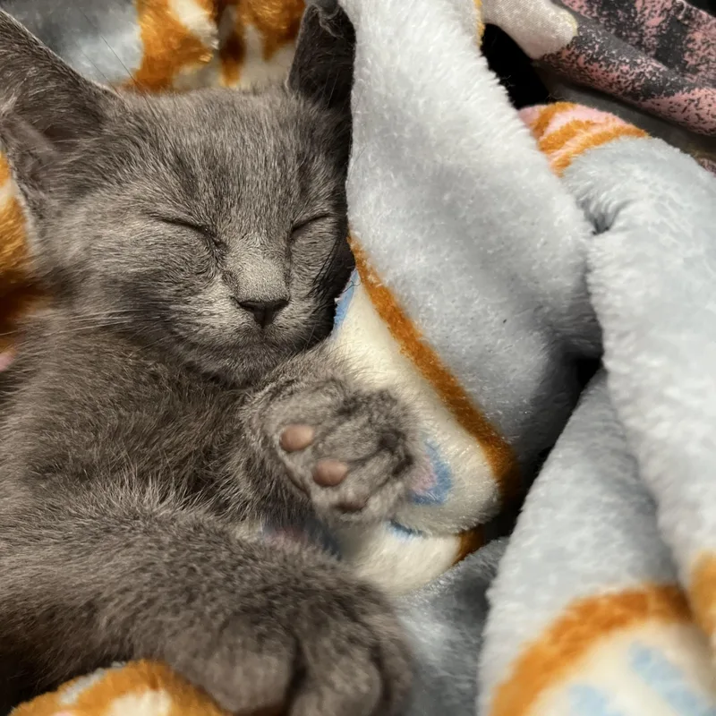 A baby medium-sized male Gray / Blue / Silver Domestic Short Hair cat named Grayson for adoption in Fredericksburg, VA