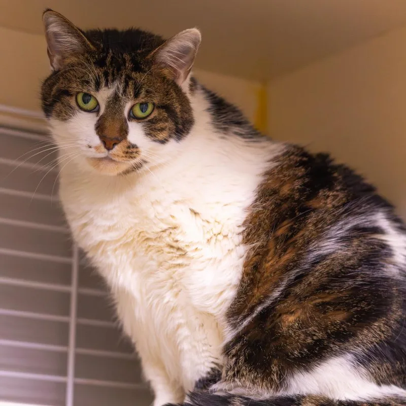 Grimalkin thumbnail 2