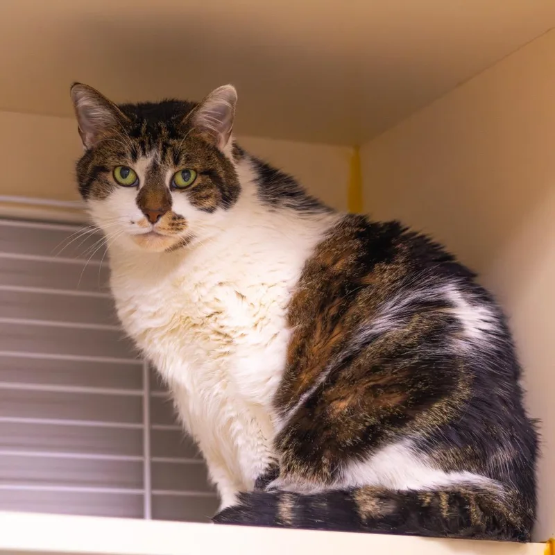 Grimalkin thumbnail 3