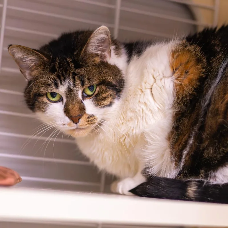 Grimalkin thumbnail 4