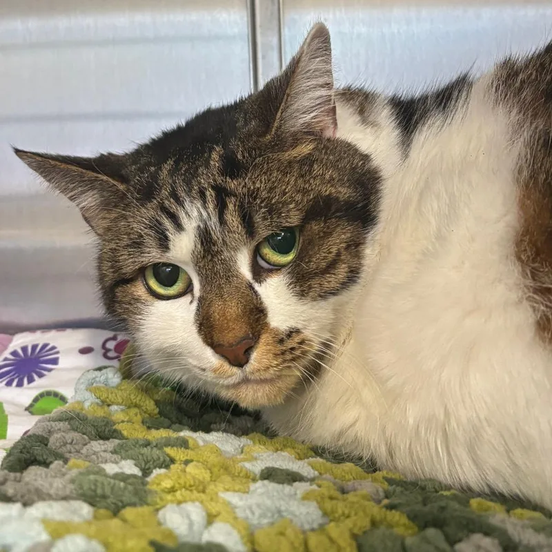 Grimalkin thumbnail 5