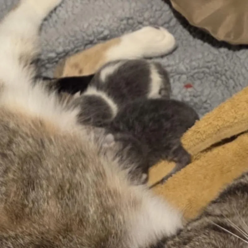 A baby small-sized female Gray / Blue / Silver Domestic Short Hair cat named Green Bean for adoption in Owosso, MI