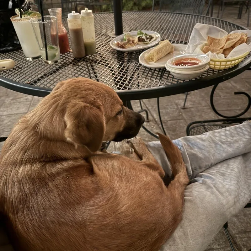 A baby medium-sized male Golden Retriever dog named Ziggy Stardust for adoption in Cordova, TN