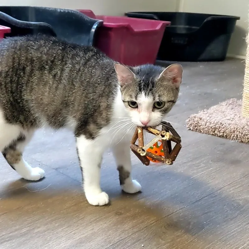 A young medium-sized female Domestic Short Hair cat named Bunny for adoption in Waynesville, NC