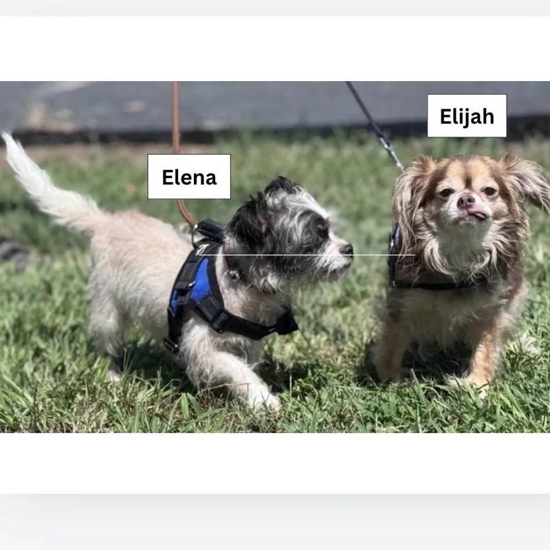 Elena thumbnail 4