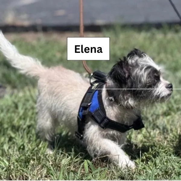 Elena thumbnail 5