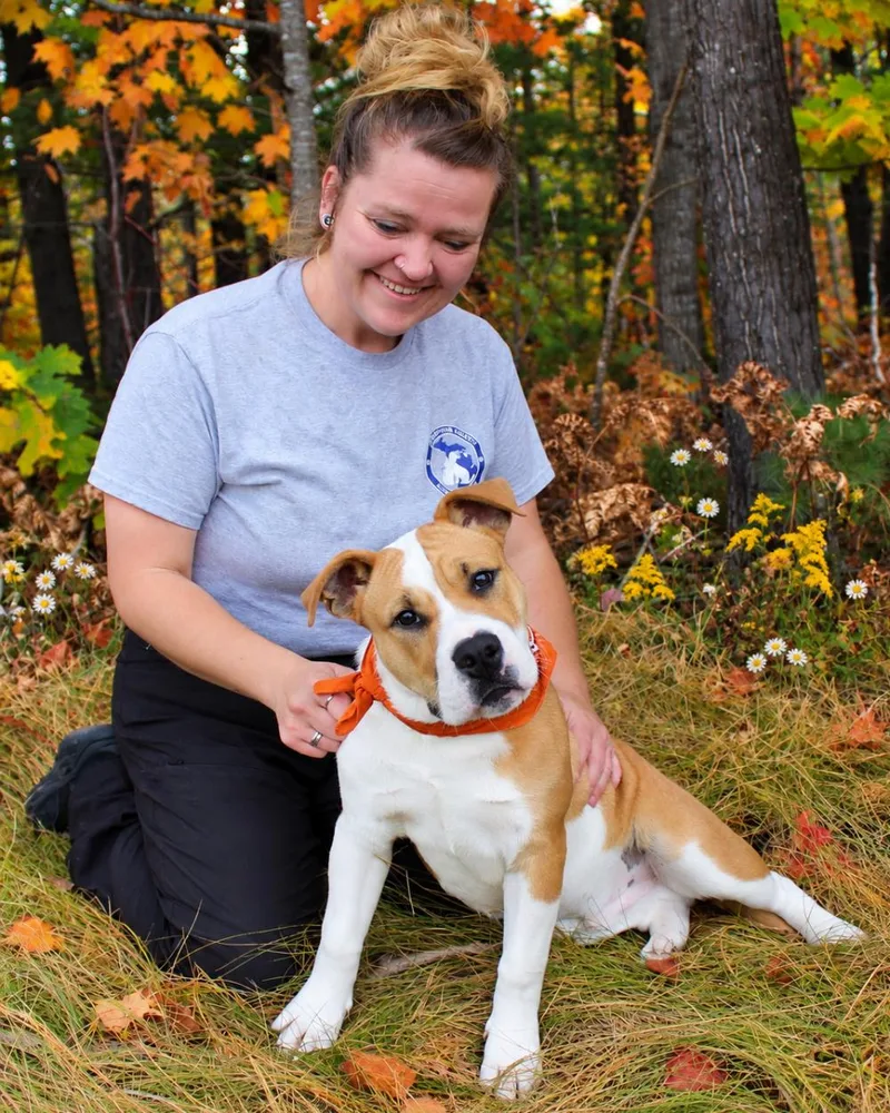 A young large-sized male Apricot / Beige Mixed Breed dog named Goff for adoption in Cheboygan, MI