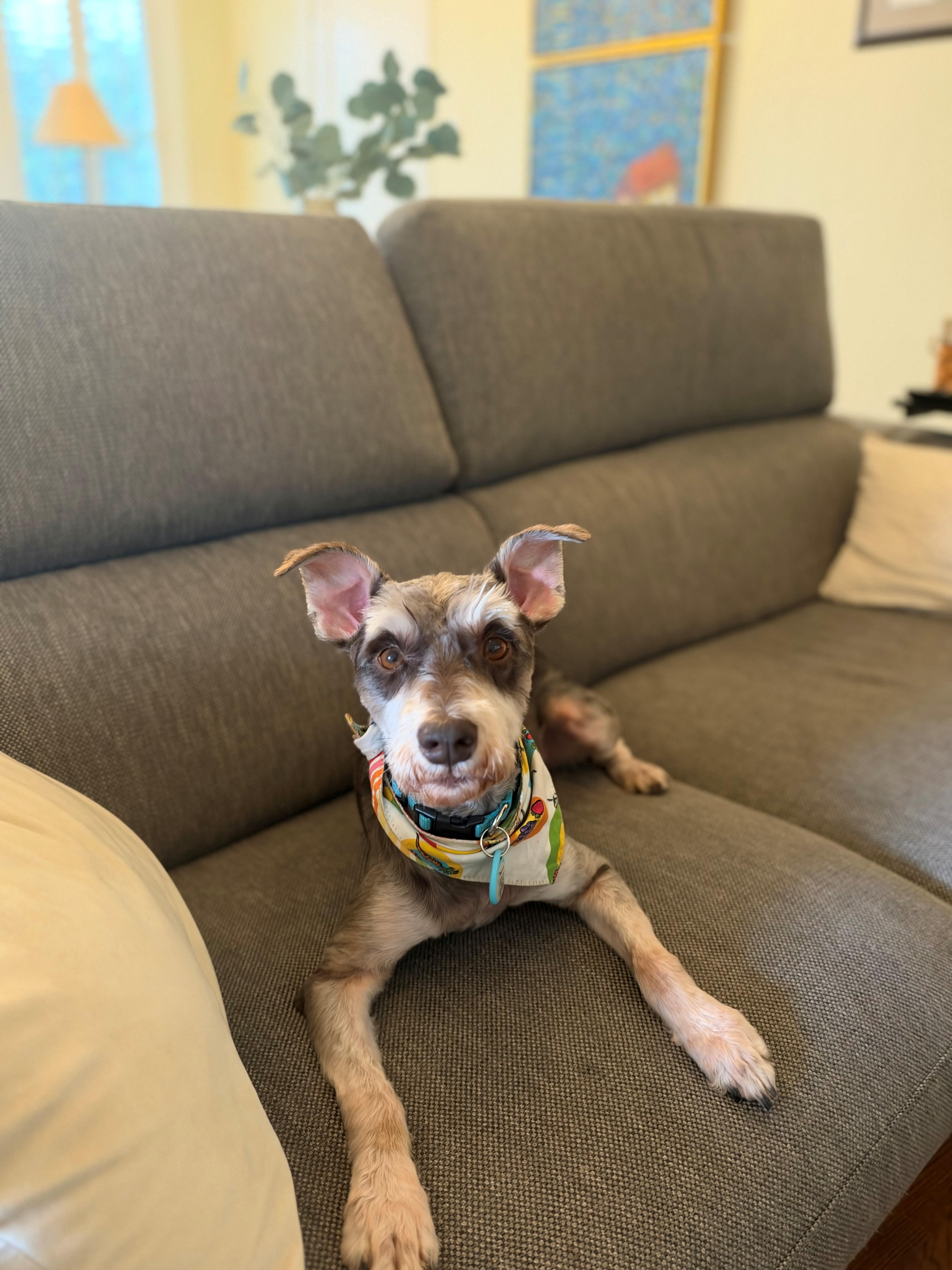 A young small-sized male Bicolor Miniature Schnauzer dog named FritzDignified Fun for adoption in Houston, TX