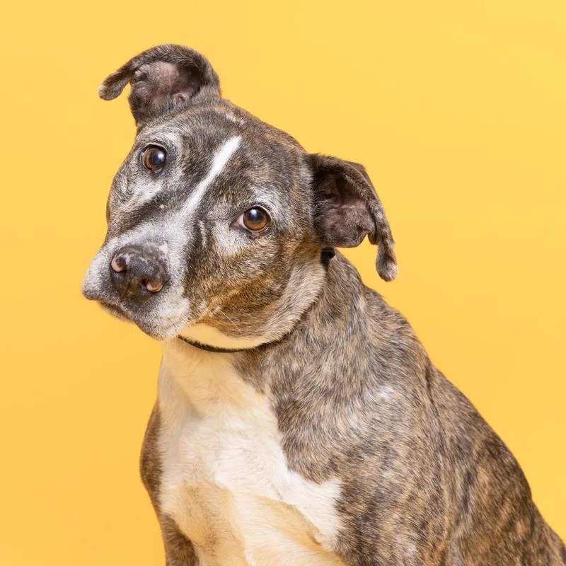 An adult medium-sized female Yellow / Tan / Blond / Fawn Mixed Breed dog named Miss Peggy for adoption in Franklin, TN