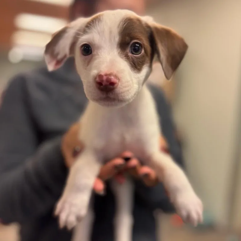 A baby small-sized female White / Cream Mixed Breed dog named Marybeth for adoption in Springboro, OH