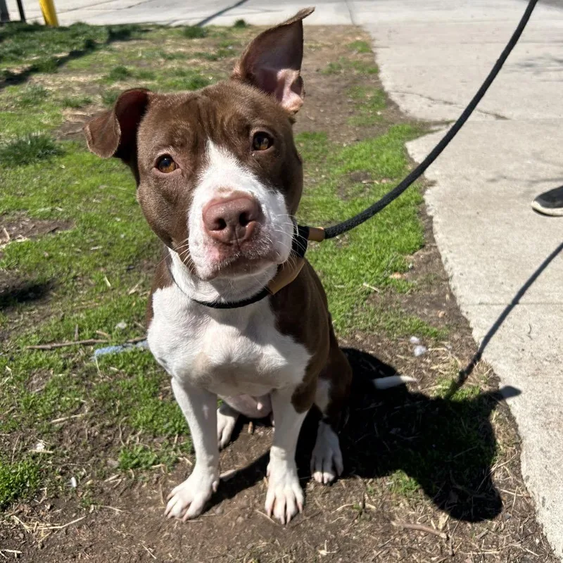 An adult medium-sized female Brown / Chocolate Pit Bull Terrier dog named Iris for adoption in Weimar, CA