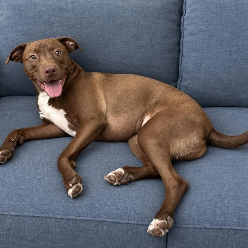 A young medium-sized female Brown / Chocolate Labrador Retriever dog named Luna for adoption in Fort Worth, TX